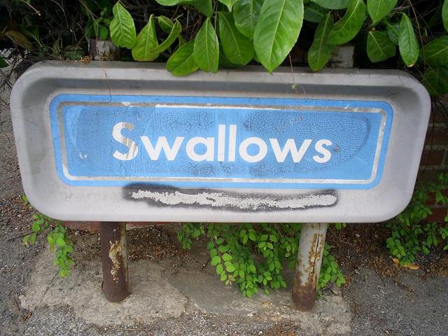 signsswallows.jpg